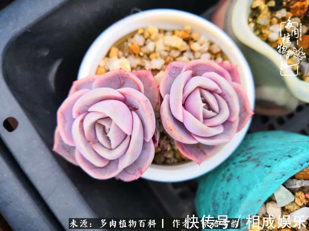 何以解忧，唯有多肉！目光所及，皆是喜欢！