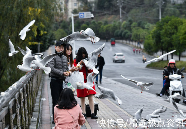 市民们|秋色迷人 红嘴鸥集队到贵州纳雍县白水河越冬