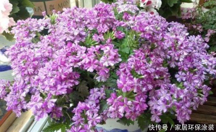 最有仙气的4种花,迷人的花朵,高雅艳丽,美不胜收!