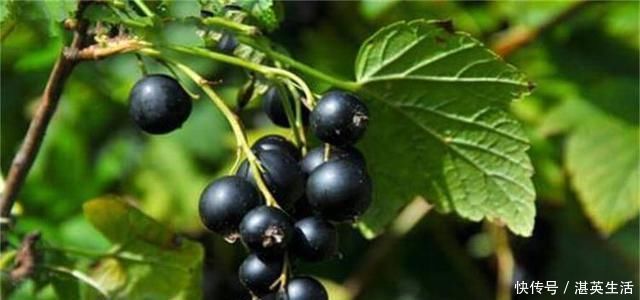 三伏天,最适合女性吃的三种水果,皱纹没了,色斑淡了,手脚不凉