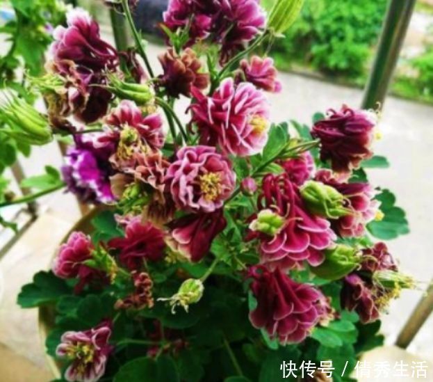 太阳花|此款植物,一年多次开花,花期超半年,花多易爆盆,优雅多态