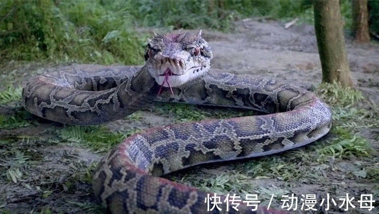 唐三|《斗罗大陆》没特效?“臻彩”下的曼陀罗蛇,观众被“吓”的不轻