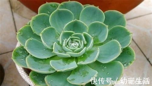 摊大饼|多肉变成一张大饼,该咋救这一招绝对好使!多肉变成一张大饼,该咋救这一招绝对好使!