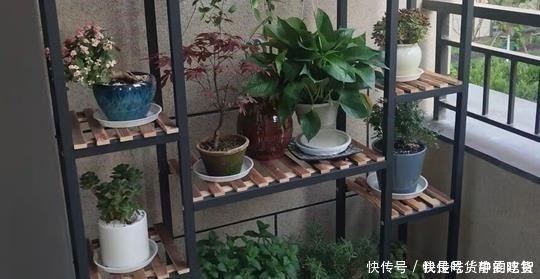 养花|什么残茶水、蚯蚓粪都不如它，往盆里埋10滴，叶子油亮开花旺！