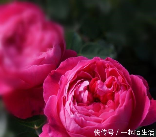  去年买的月季，花越开越小颜色越来越淡。用这几招马上恢复如初！
