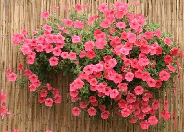 光照|7种一年四季开花的植物，阳台养一盆，天天有花看！