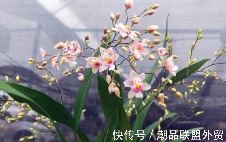 兰花“太娇气”,家中养不好,养这2种试试,室内也能年年开花