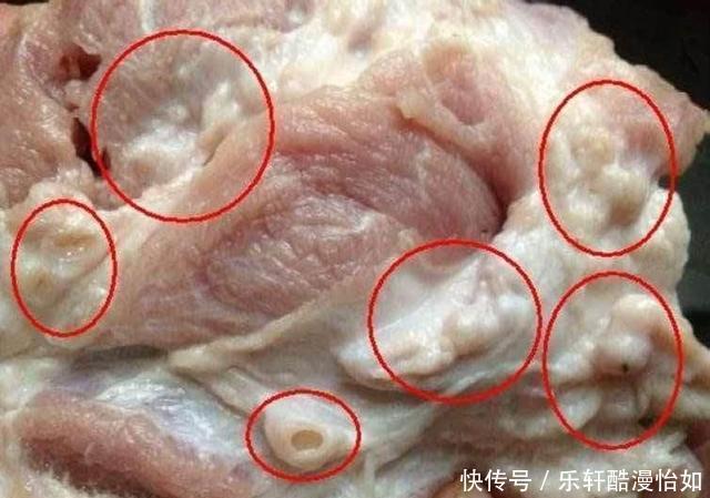 鲫壳|老人俗话“割肉不割槽头肉，买鱼不买鲫壳鱼”，你知道啥意思吗