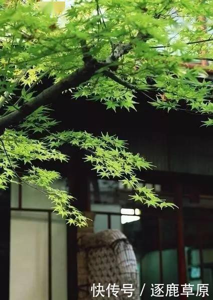 熟悉|这十句最熟悉的古诗词,记住了就是一辈子