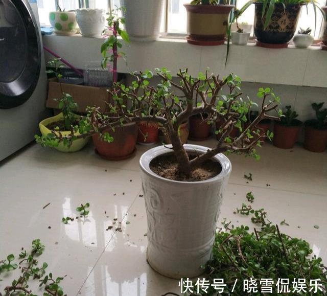 修剪|八月养金枝玉叶,激活“三开关”,窜出八爪根,次年长成苍劲老桩