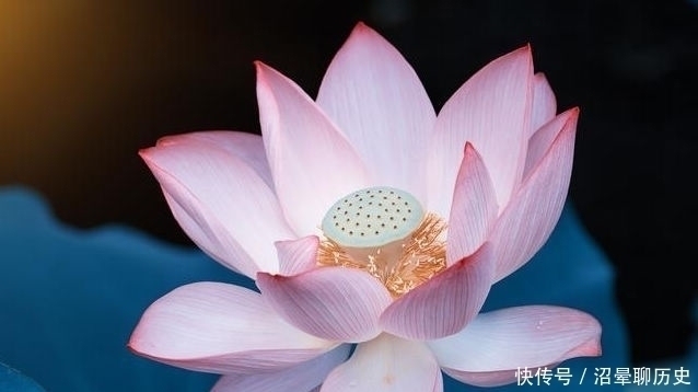 阴炽盛苦#历代写莲的诗很多,但元代一首小诗,却写出“苦才是人生”之哲理