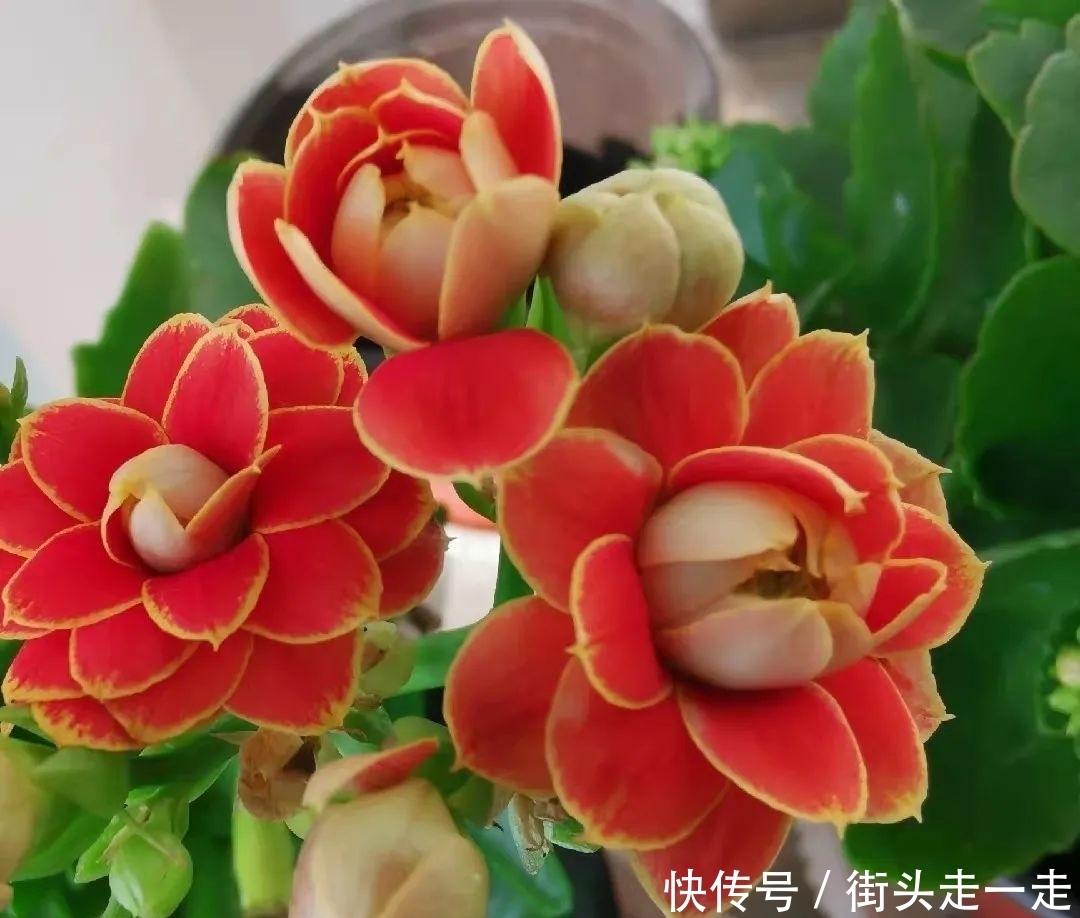 45种长寿花,个个都美爆了,你家养了多少种?