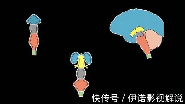 dh宝宝聪明要趁早在娘肚会经历3个脑发育高峰期,孕妈要抓住时机