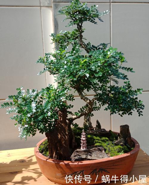 3种花越养越旺，养成老桩盆景更值钱，摆在家里惬意美好！