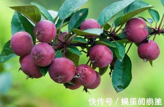 毒素|天冷了,每天当零食吃一颗,体内毒素没了,大肚子平了,更显年轻