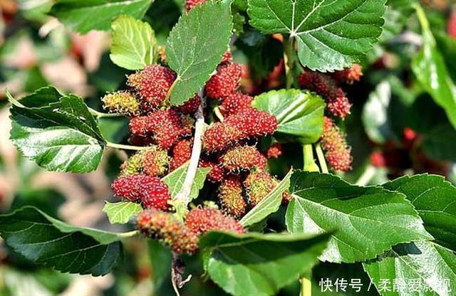 1片桑叶9味良药!老中医教你桑叶妙用,9大功效受用一生!