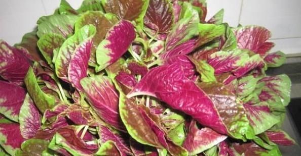 蔬菜|虽然吃蔬菜很好，但是孕妇应该远离这五种蔬菜子宫里的婴儿不喜欢它们