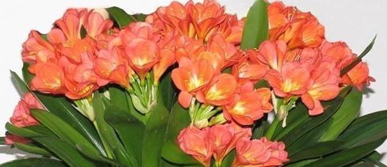 花匠严肃的说, 给君子兰这样洗个澡, 花苞蹭蹭长, 1年开花好几次！