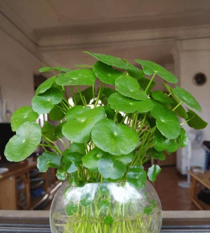 电脑旁养盆小绿植，明目护眼还能净化空气，跟着养护专家学起来吧