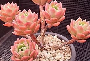 花盆|阳台养多肉，做好7点，养出的多肉就是比别人家的要美一点