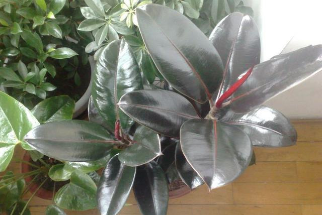 橡皮树|君子兰肥到流油,长寿花开不断,原来他用了这个小方法!