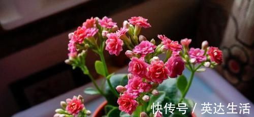 施肥|养君子兰、长寿花，盆里撒点“万能肥”，新芽猛长，呼呼开花！