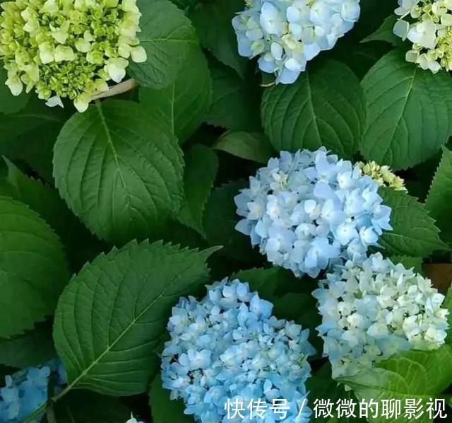 绣球花|这3种漂亮花，“没光”也能开，养一盆放家里，气氛欢乐热闹