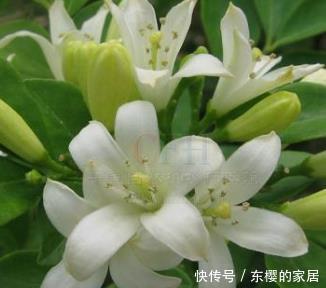 不要在家里错过这朵花花香闻起来比桂花好，容易生长好养护