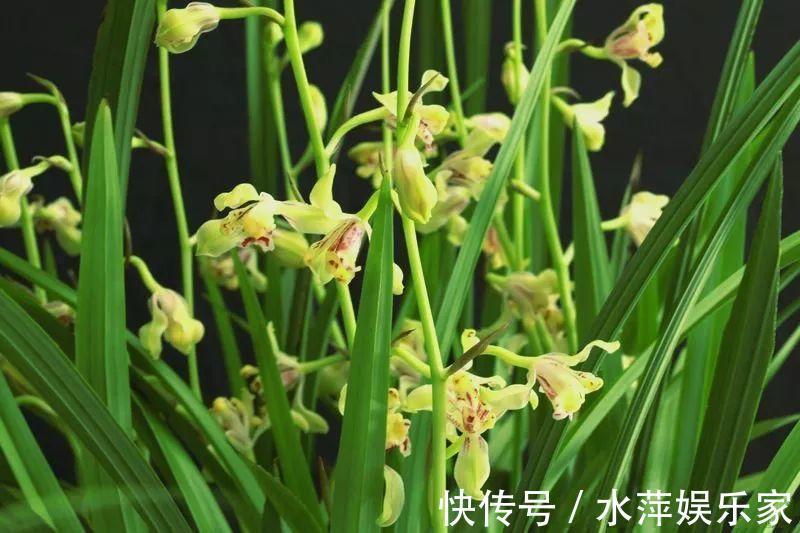 水仙瓣|8种兰花,最适合新手养,好活好开花关键还便宜!