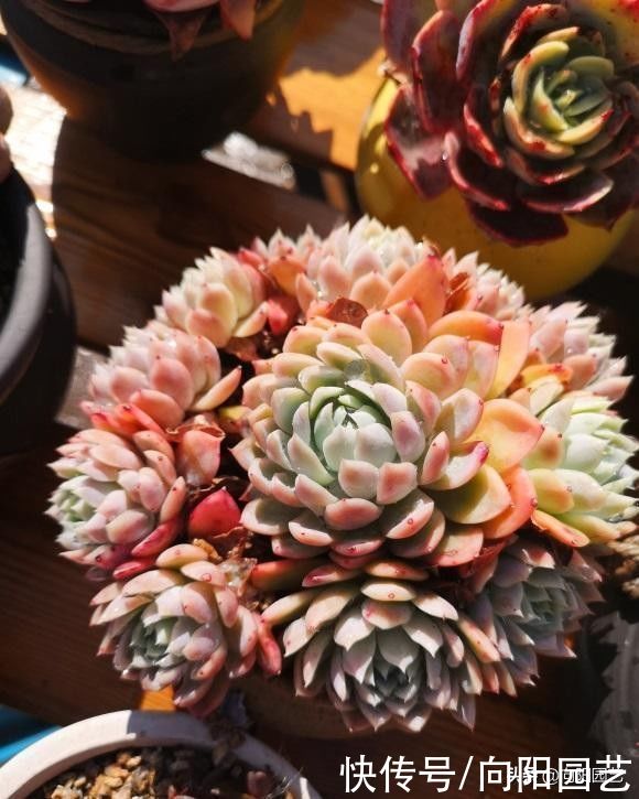 开春买多肉，只买合适的，这几类不要买，别听忽悠小心吃亏