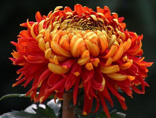 喜欢菊花，不如养盆紫盆花，花期超长一年四季均可开花