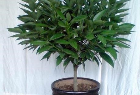 有钱人都喜欢这三种绿植,既上档次又耐活,轻松养到长不停