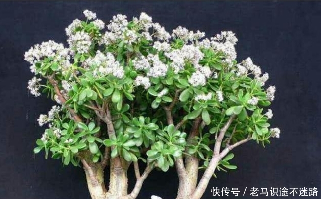 玉树开花很难吗?做好4个“小细节”,轻松养成老桩,年年开花!