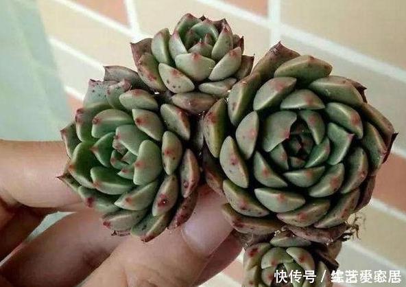 多肉植物''夏必死''摸清5个门道,新手花友入手不再犯愁