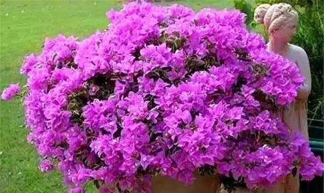 家庭养三角梅,重复去做“1件事”,花越开越多,轻松开成大花球!