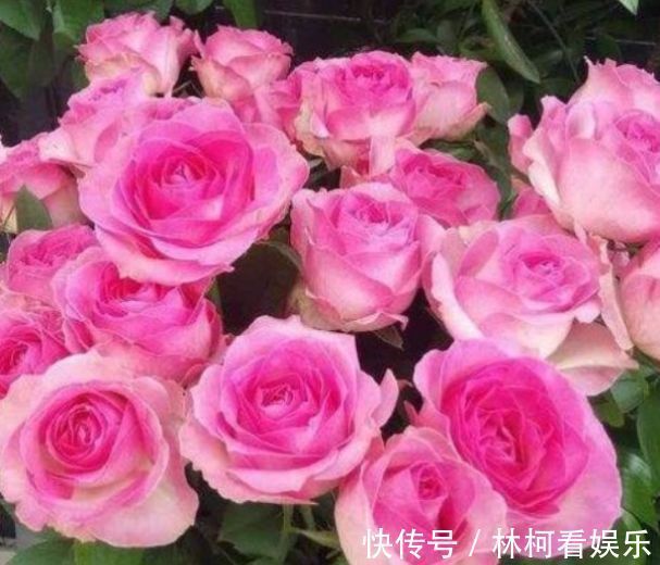 “玫瑰精品”糖果雪山,如甜蜜糖果,绚丽唯美,堪称养花必备