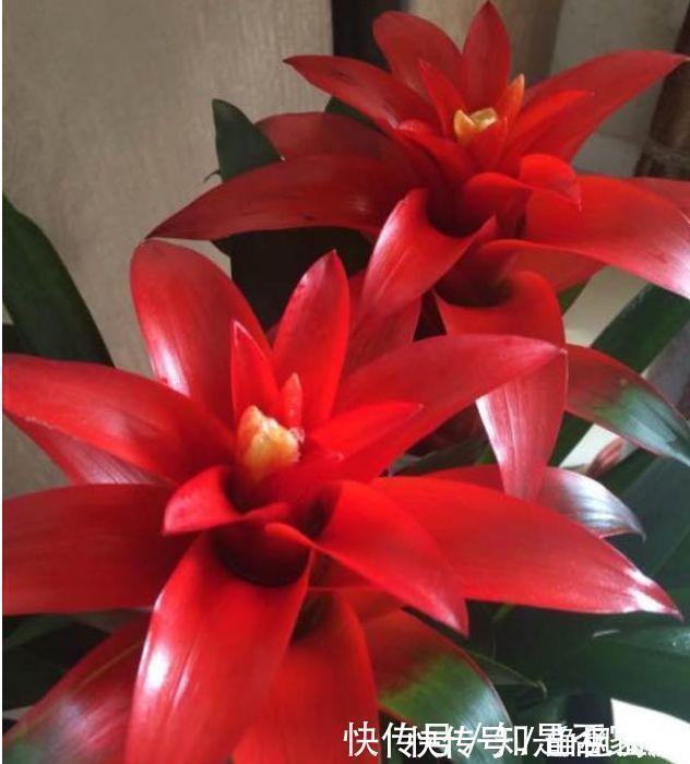 鸿运当头|家里必养“4种花”,好养又漂亮,开花漂亮花期长,谁养谁喜欢