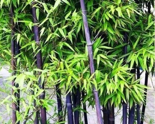 植物|古代的“大户人家”都喜欢养这10种植物，家里养几盆，富贵吉祥旺家宅，你家养了吗