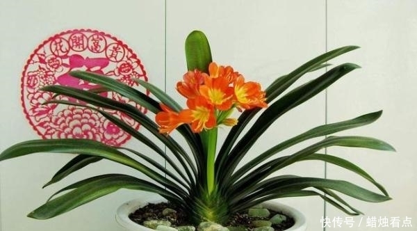 家养君子兰长势差？给它来一勺油，黄叶烂根通通不见了！