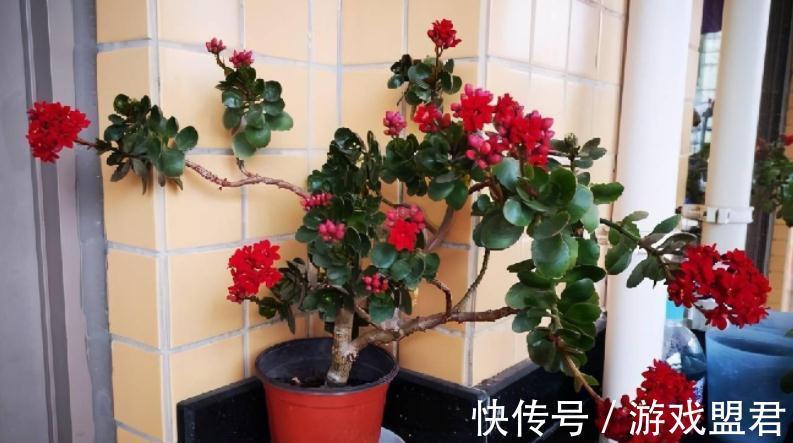 从这4个层面入手管理长寿花,盆栽不易生病虫害,反而开花爆盆