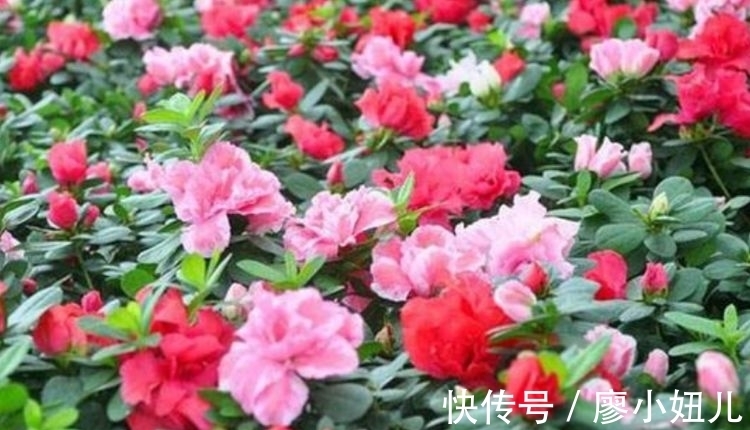 最适合新手养的4种花,超好养的,沾土就能活,花量大不操心