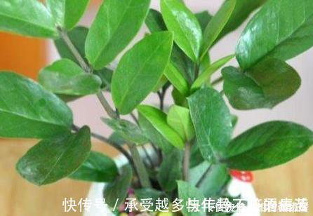 栽培|养花不如养树,这三种树放在客厅既招财又上档次,好看又实用