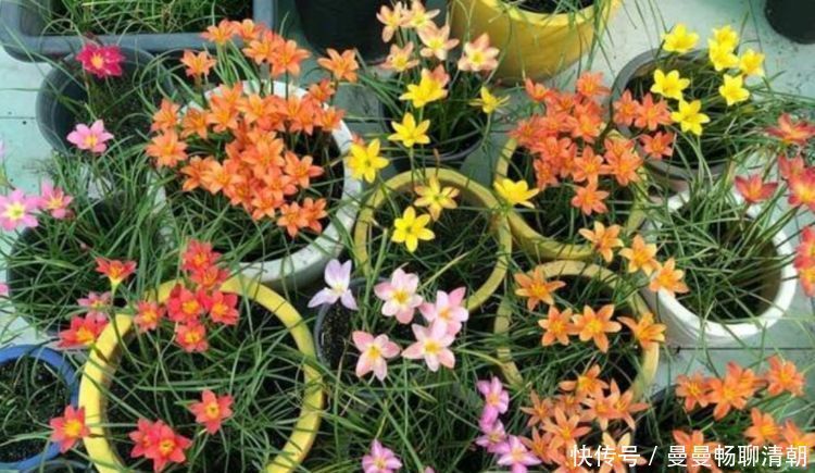 3种花适合阳台养,株形不大开花多,漂亮更好养,美爆阳台成花园