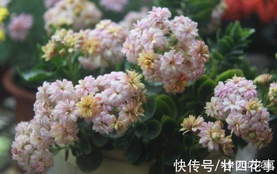 光照|9月后养长寿花，就别做这事了，不注意年底看不到花，白养大半年