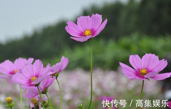 喜欢养花，就养这4款，繁殖快，花色艳，是盆栽佳品