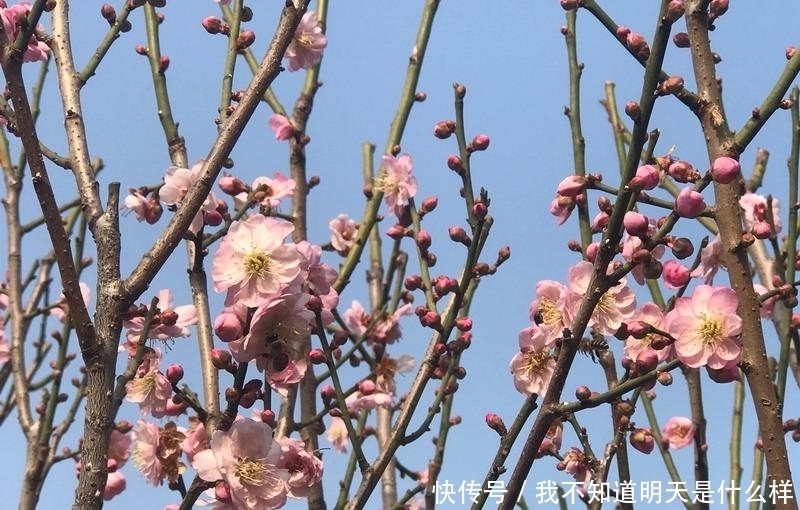 老年|暗香来！深圳梅园的花都开好了，你还不来赏？_深圳新闻网