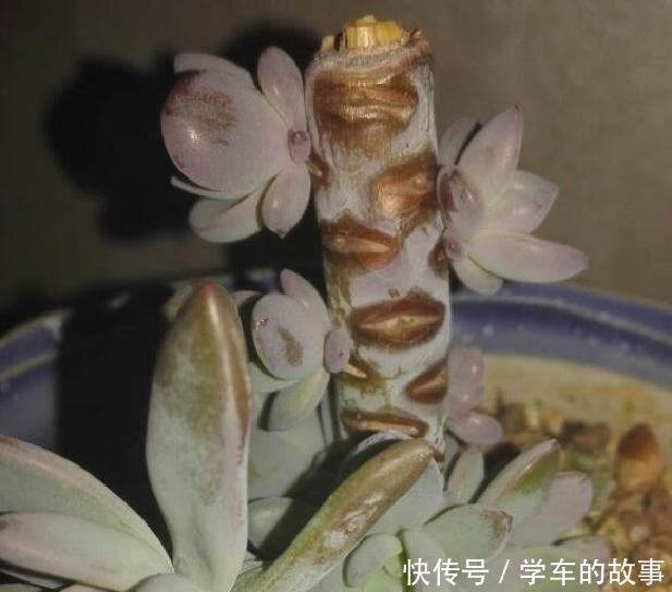这4种情况要给多肉“砍头”，注意5点，1棵变2棵还带爆头效果！