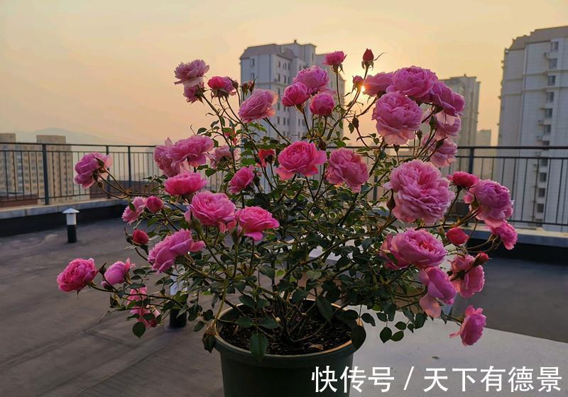 休眠|5种“漂亮花”,9月要多施肥,叶片杠杠厚,很快长花苞