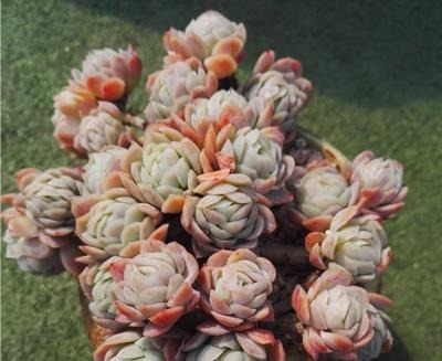 多肉植物越长越丑？3个小技巧，上色美易爆盆，长成群生老桩！