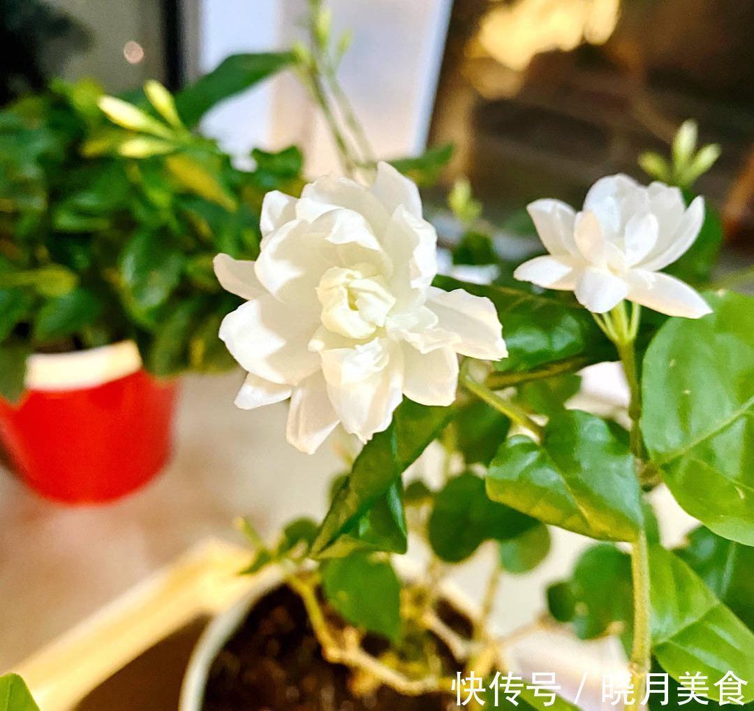 怎样让茉莉开花多?3个细节记住,花量增大、花香型美、灿烂盛开